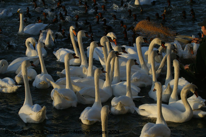 floodlit swan feeding